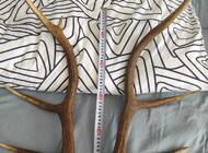 Grajewo ogłoszenia: Sprzedam waga całkowita wszystkich 6 ,84 kg cena do uzgodnienia... - zdjęcie