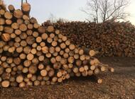 Grajewo ogłoszenia: Wykonamy usługi związane z pozyskaniem drewna jak i odkupieniem... - zdjęcie