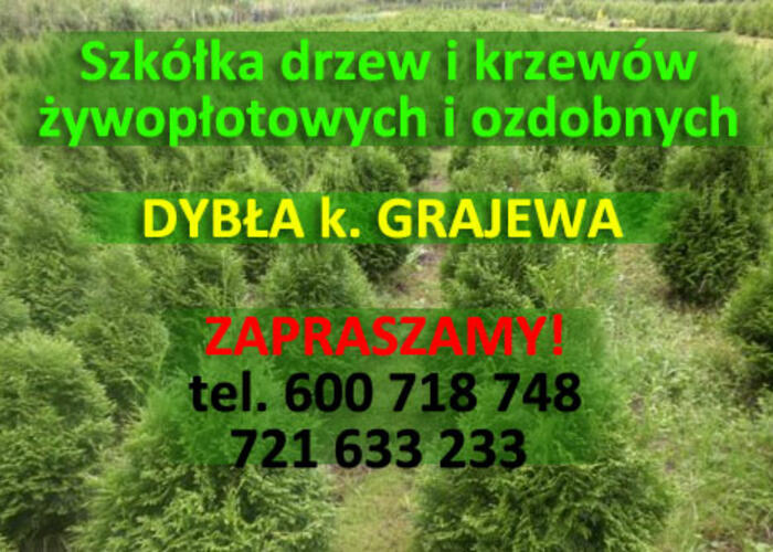 Grajewo ogłoszenia: Szkółka drzewek i krzewów ozdobnych
- Dybła koło Grajewa...