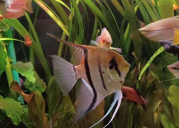 Grajewo ogłoszenia: Witam. Sprzedam 2 skalary wymiary ok. 15cm. 40zl za dwie sztuki.