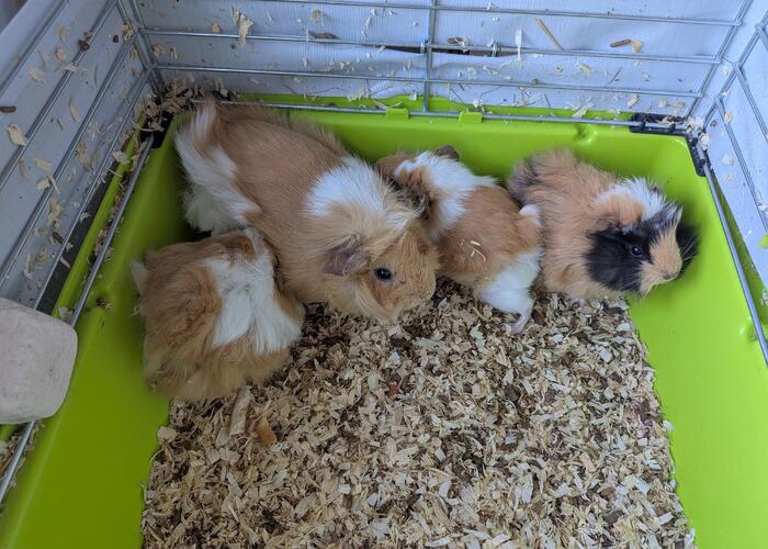 Grajewo ogłoszenia: Oddam za darmo 3 małe świnki morskie, mają po 4 tygodnie.