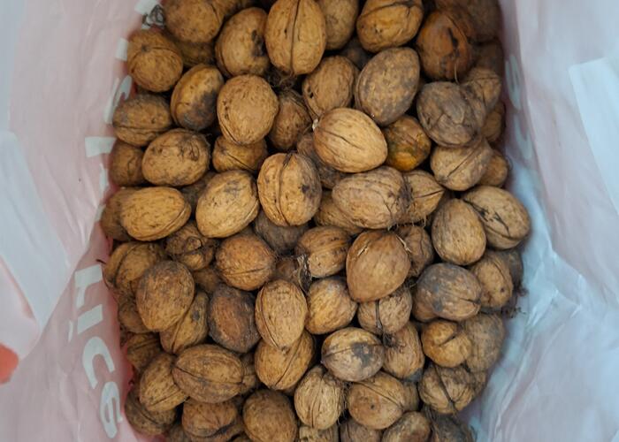 Grajewo ogłoszenia: Sprzedam orzechy włoskie, torba 6.5kg, świeże, prosto z drzewa,...